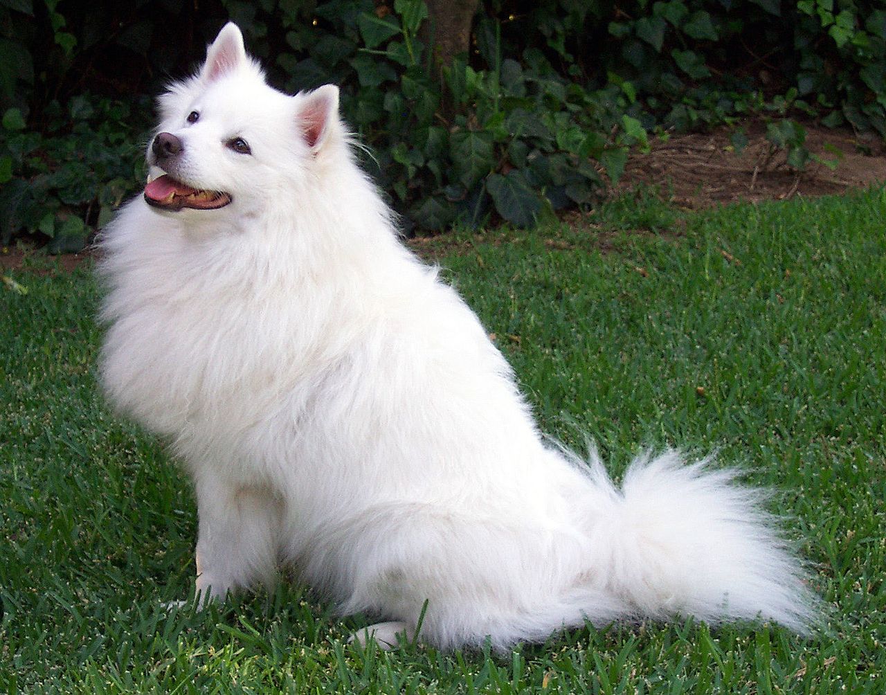 american eskimo