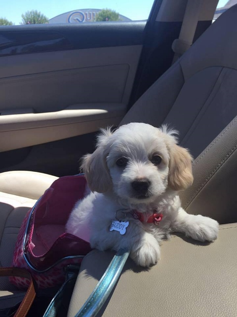 Buddy in the car