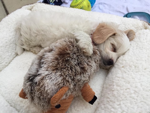 Buddy Sleeping