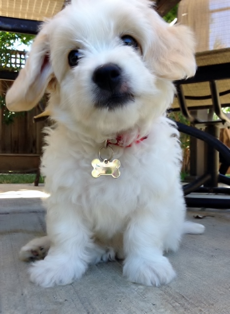 Meet Buddy