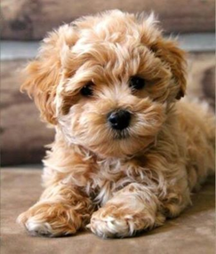 new dog